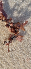 Sargassum