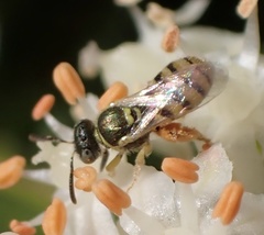 Nomioides minutissimus