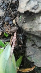 Drimiopsis