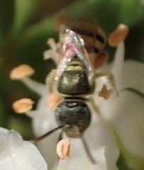 Nomioides minutissimus