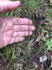 Festuca filiformis