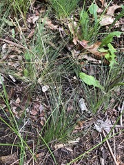 Festuca filiformis