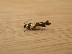 Macrobathra desmotoma