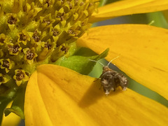 Tebenna gnaphaliella