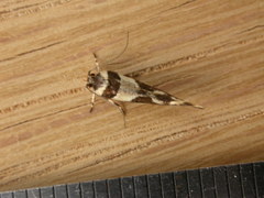 Macrobathra desmotoma