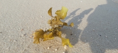 Sargassum