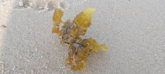 Sargassum