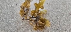 Sargassum
