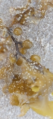 Sargassum