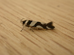 Macrobathra desmotoma