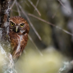 Glaucidium jardinii