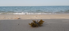 Sargassum
