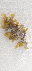 Sargassum