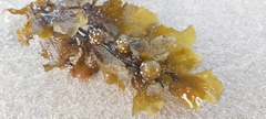 Sargassum