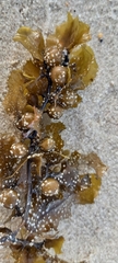 Sargassum