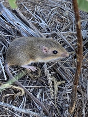 Chaetodipus hispidus