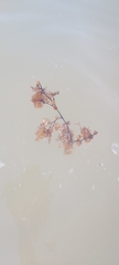 Sargassum