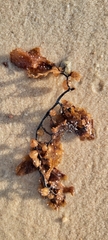 Sargassum