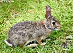 Sylvilagus floridanus