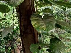 Epipremnum