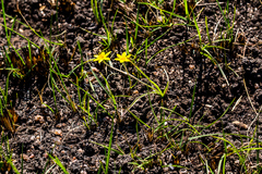 Hypoxis argentea sericea
