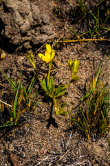 Hypoxis interjecta