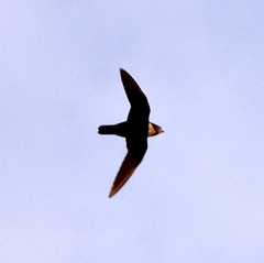 Streptoprocne biscutata