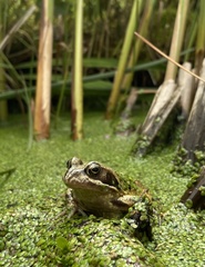 Rana temporaria