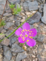 Phemeranthus calycinus
