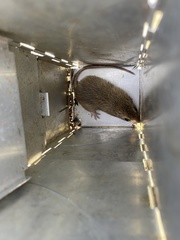Chaetodipus hispidus