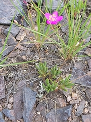 Phemeranthus calycinus