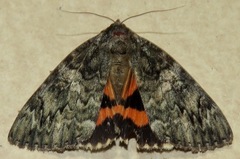 Catocala umbrosa