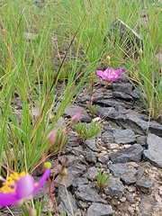 Phemeranthus calycinus