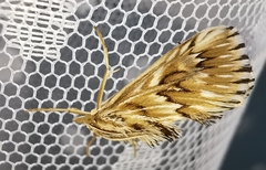 Cynaeda dentalis