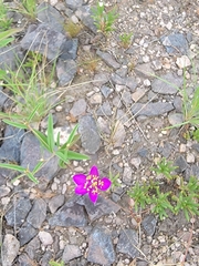 Phemeranthus calycinus