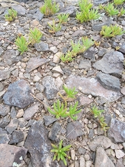 Phemeranthus calycinus