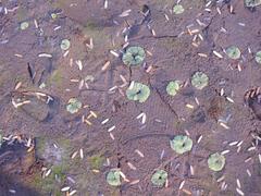 Riccia crystallina