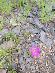 Phemeranthus calycinus