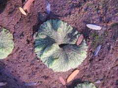 Riccia crystallina
