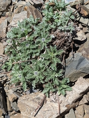Phacelia sericea sericea