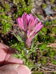 Castilleja parviflora olympica