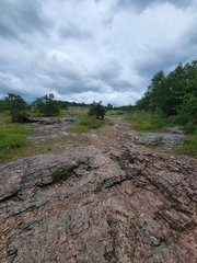 Phemeranthus calycinus