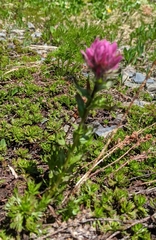 Castilleja parviflora olympica