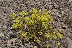 Eriogonum microtheca ambiguum