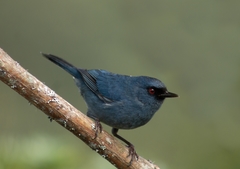 Diglossa caerulescens