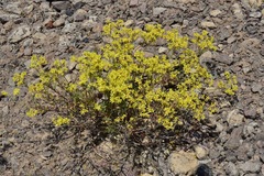 Eriogonum microtheca ambiguum