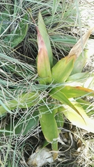 Ledebouria marginata