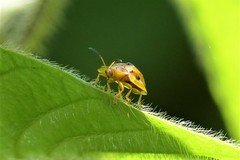Laccoptera fruhstorferi