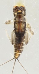 Euthraulus elegans