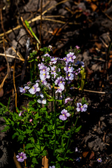 Nemesia caerulea